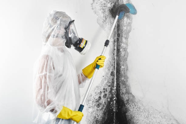 Best Black Mold Removal  in Sullivan Gardens, TN